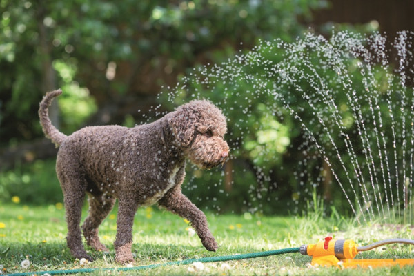 Tierische Abkühlung im Sommer 